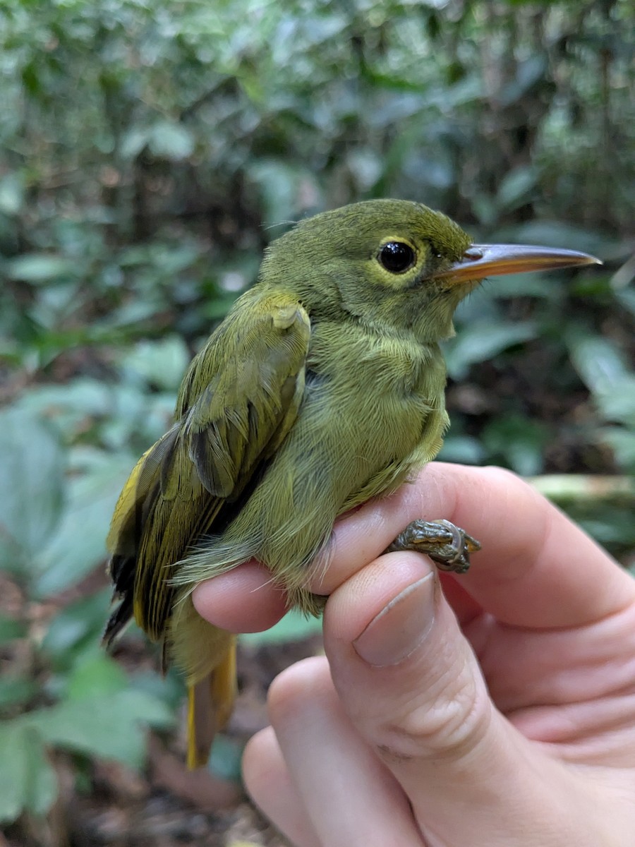 Fraser's Sunbird - ML629820226