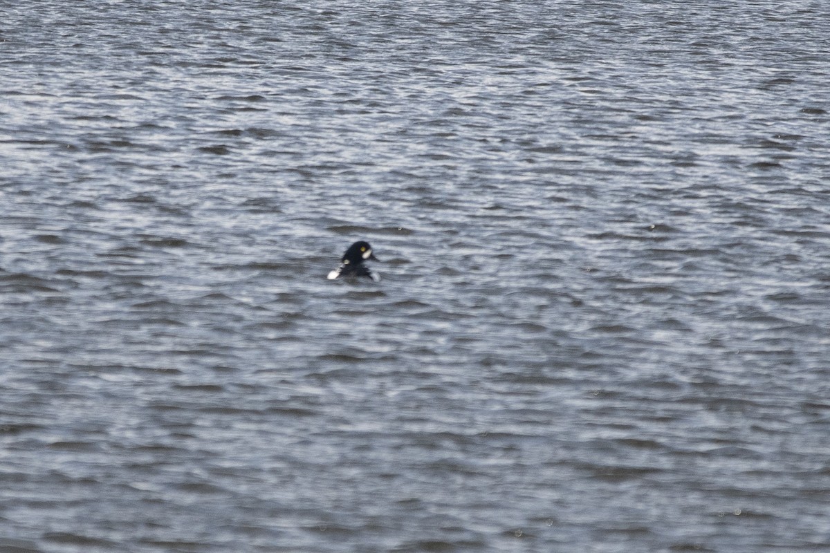 Barrow's Goldeneye - ML629820449
