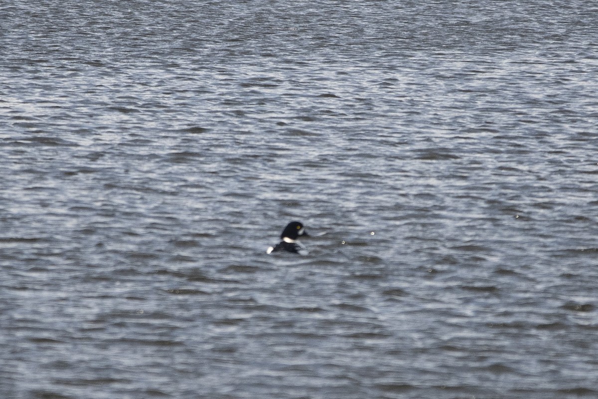 Barrow's Goldeneye - ML629820522
