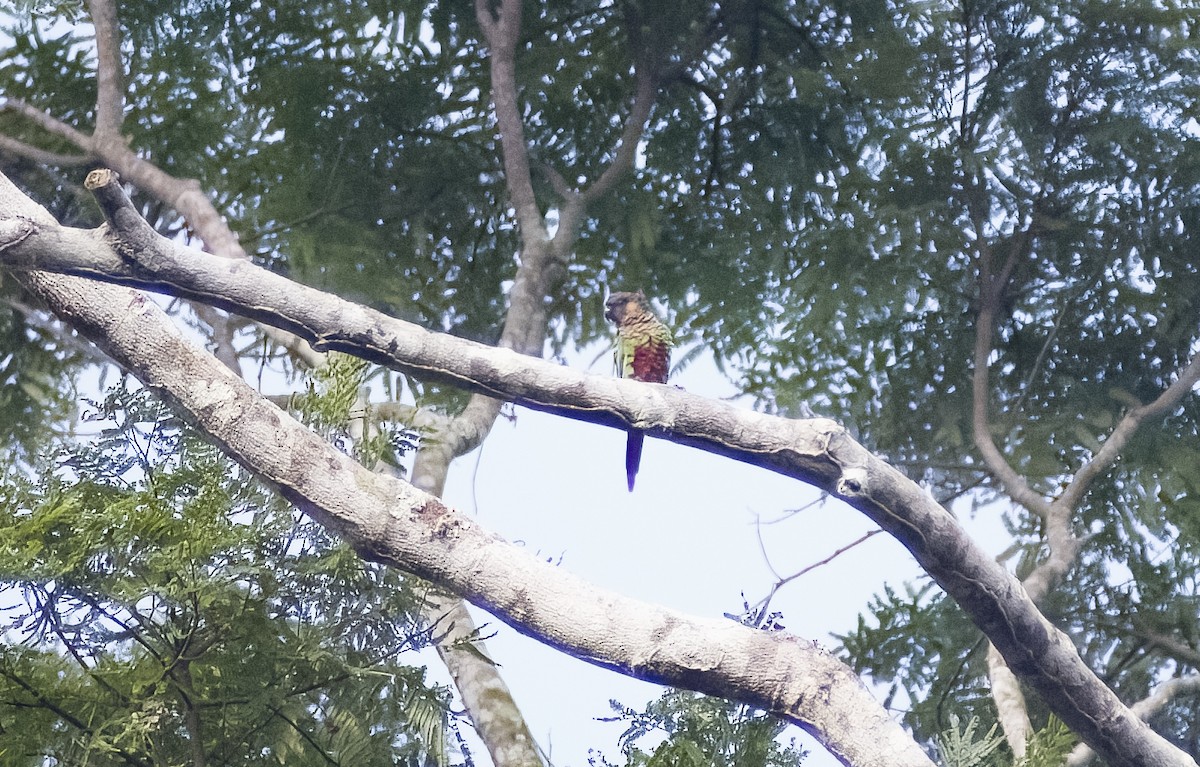 Santarem Parakeet - ML629820580