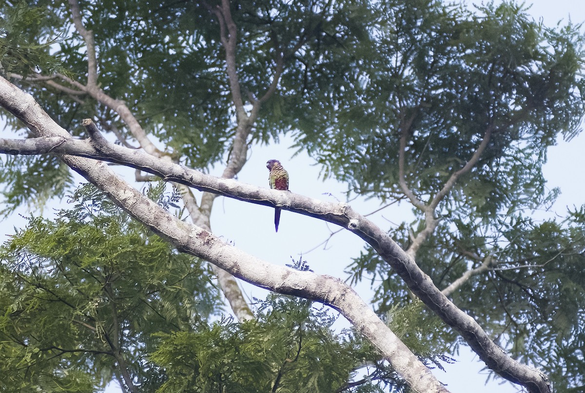 Santarem Parakeet - ML629820581