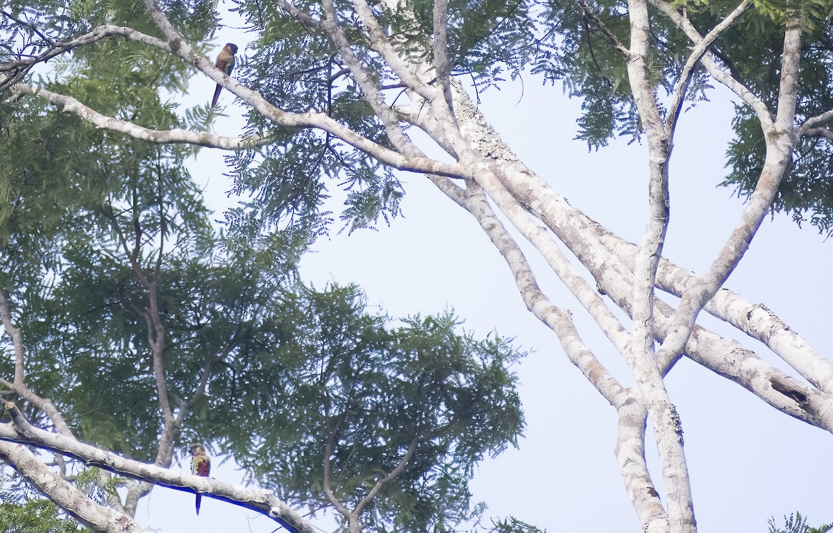 Santarem Parakeet - ML629820582