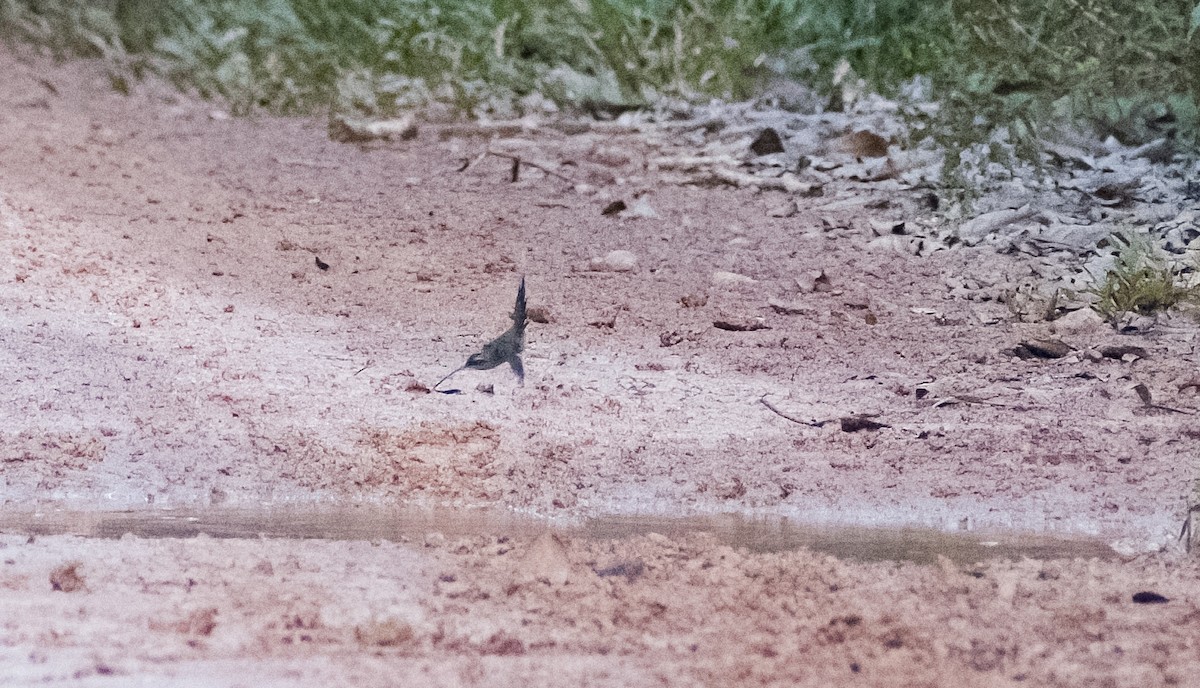 Long-tailed Hermit - ML629820588