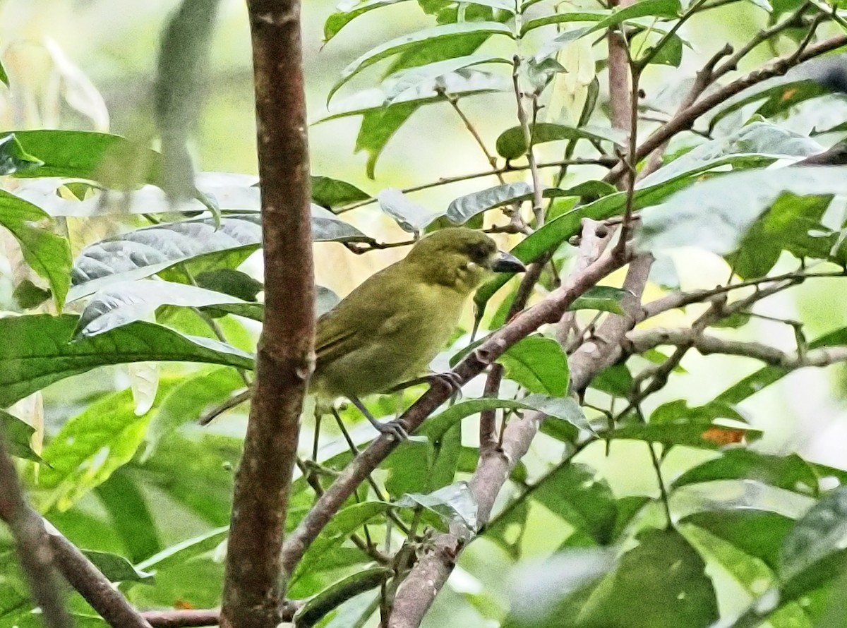Yellow-lored Tanager - ML629820737
