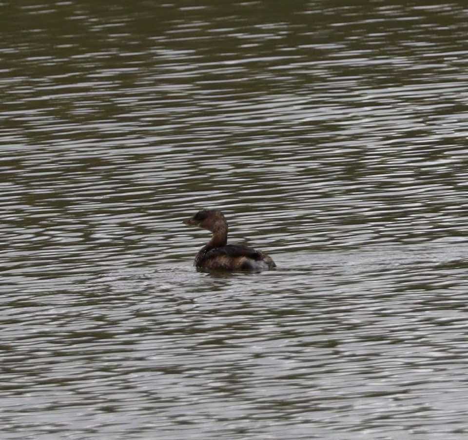Pied-billed Grebe - ML629820820