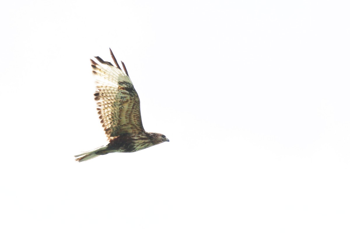 Himalayan Buzzard - ML629820863