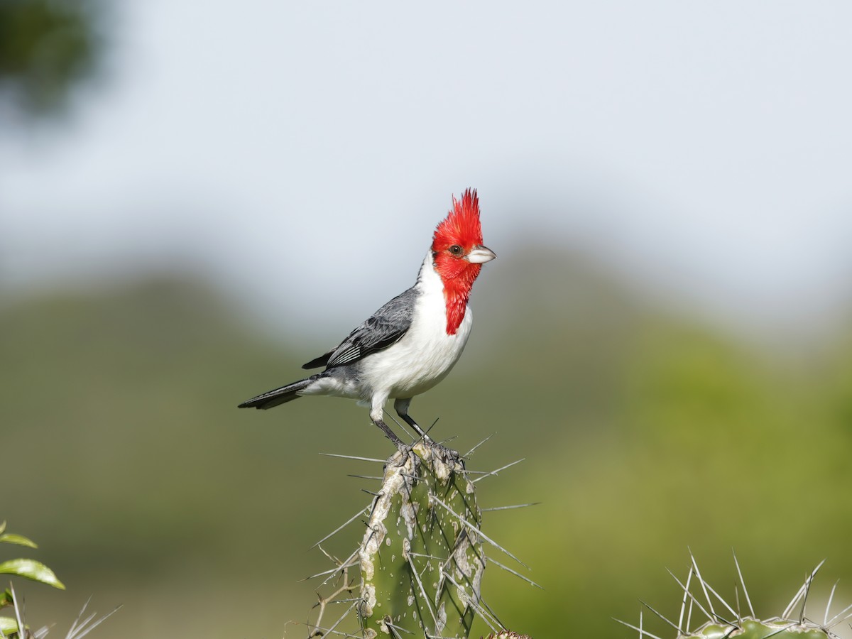 Red-crested Cardinal - ML629820929