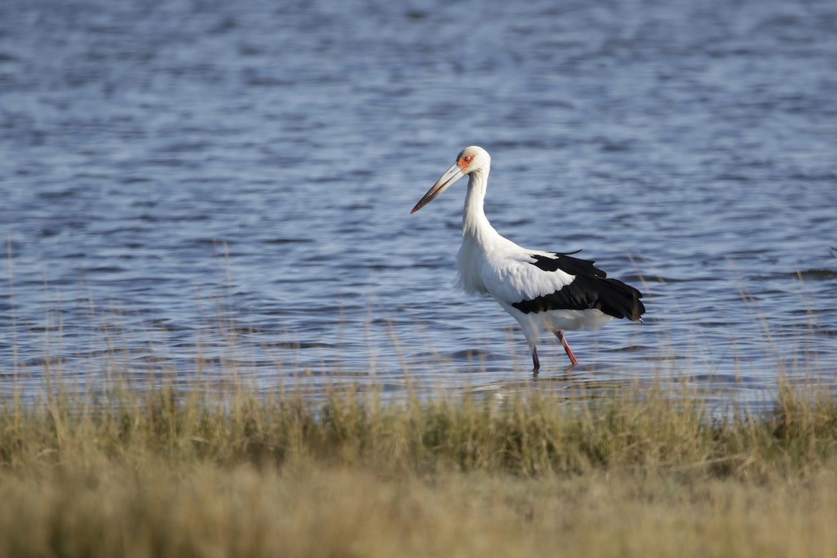 Maguari Stork - ML629820963