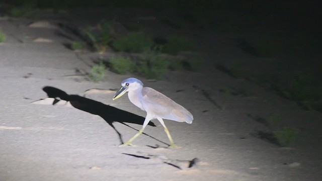 Boat-billed Heron - ML629821112
