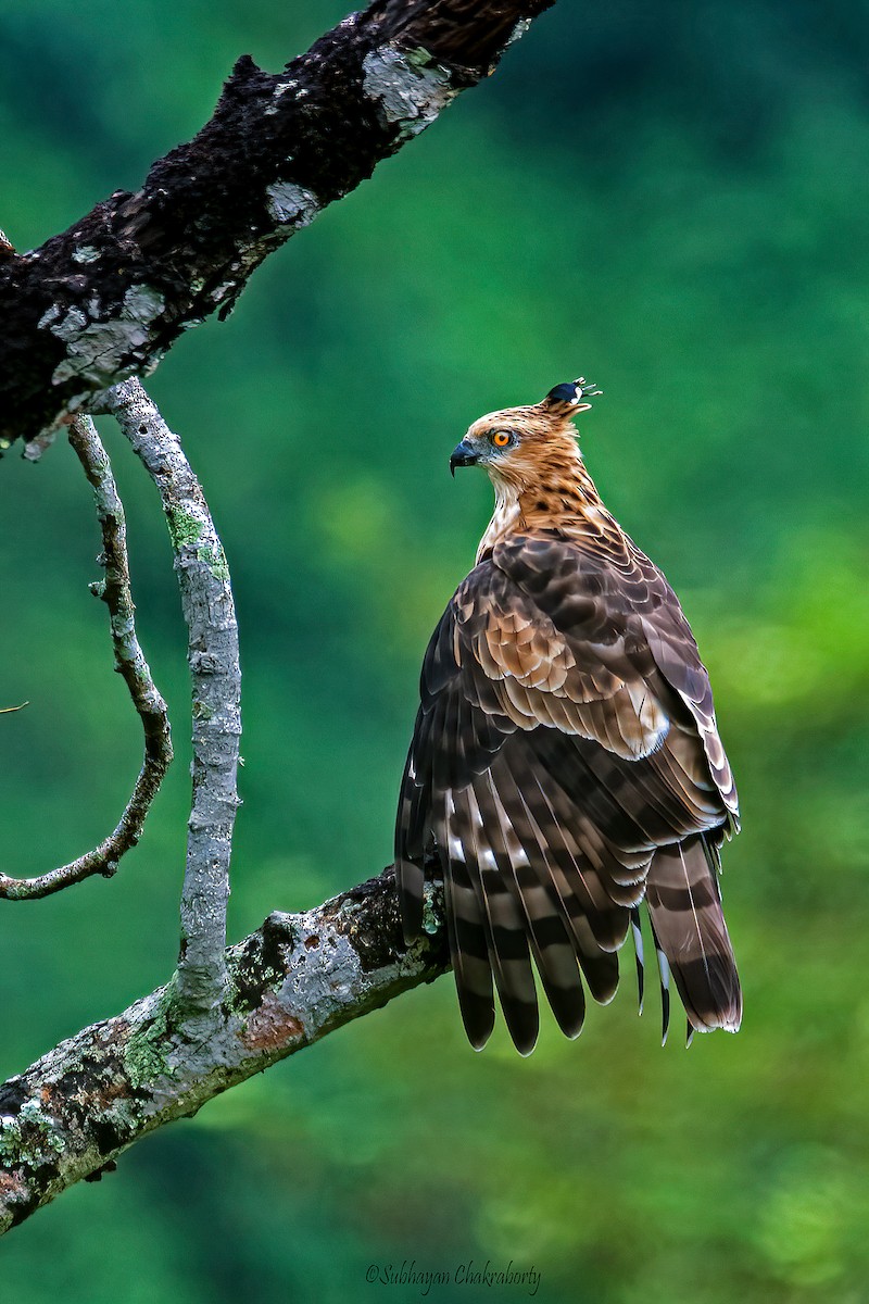 Jerdon's Baza - ML629821118