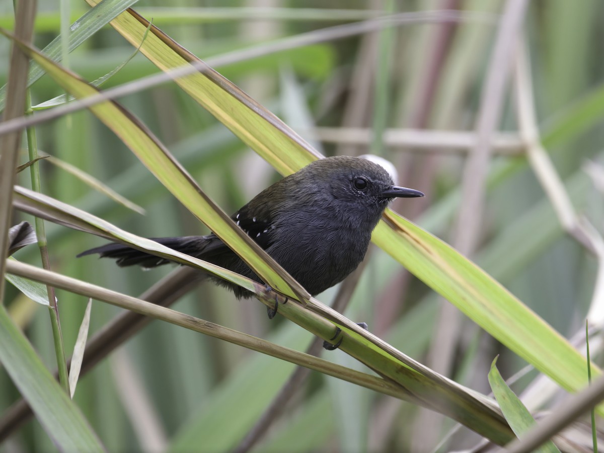 Marsh Antwren (Parana) - ML629821167