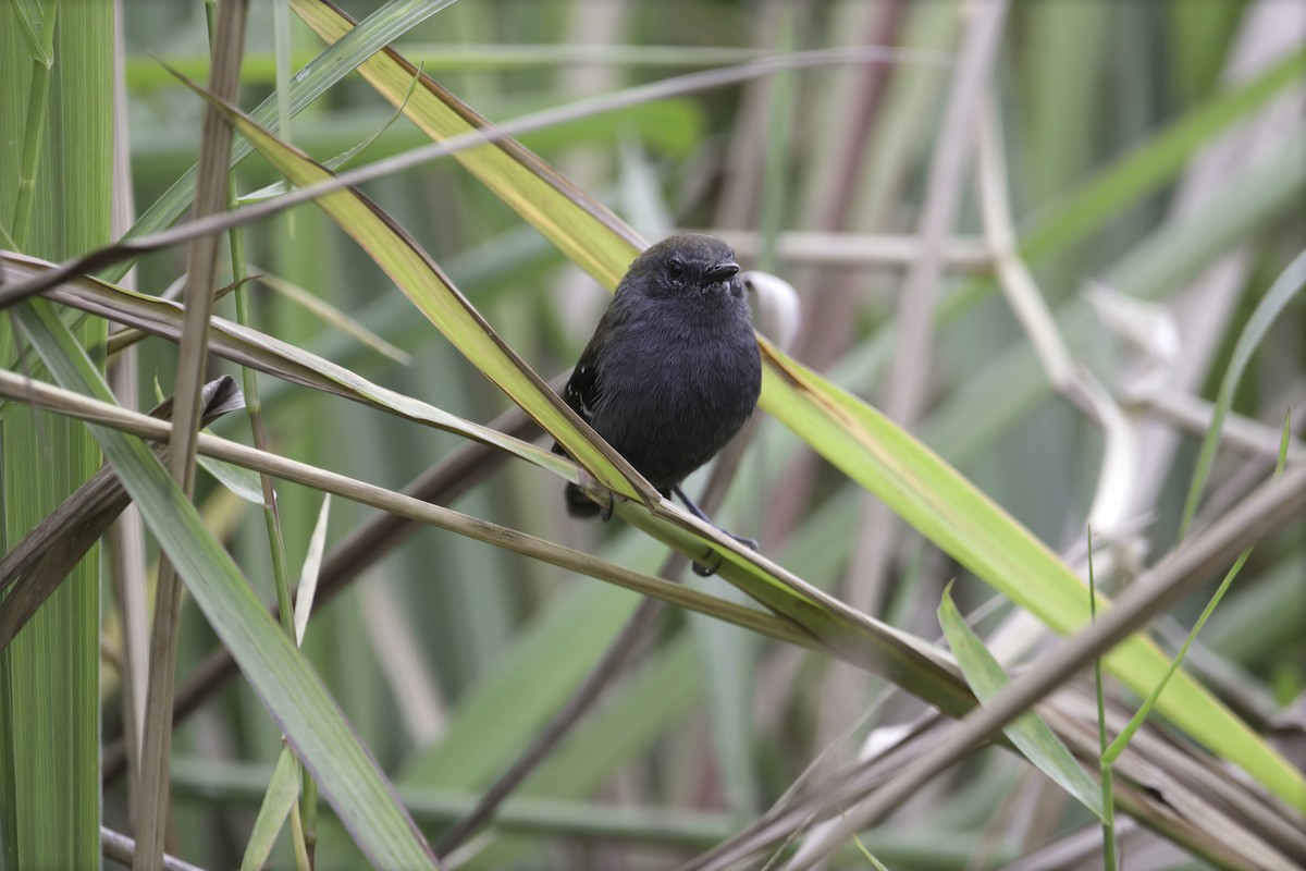 Marsh Antwren (Parana) - ML629821168