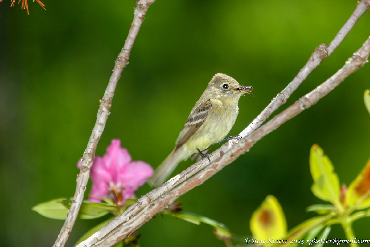 Western Flycatcher (Pacific-slope) - ML629821584