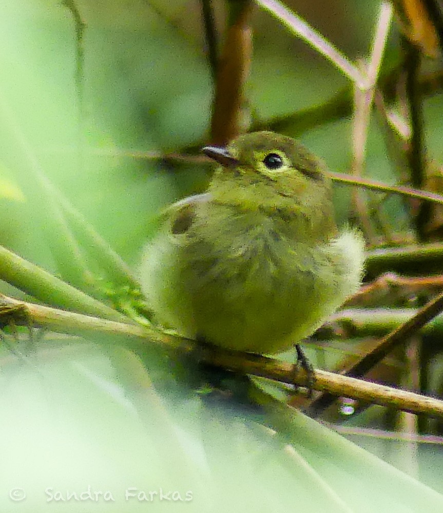 Unadorned Flycatcher - ML629821888
