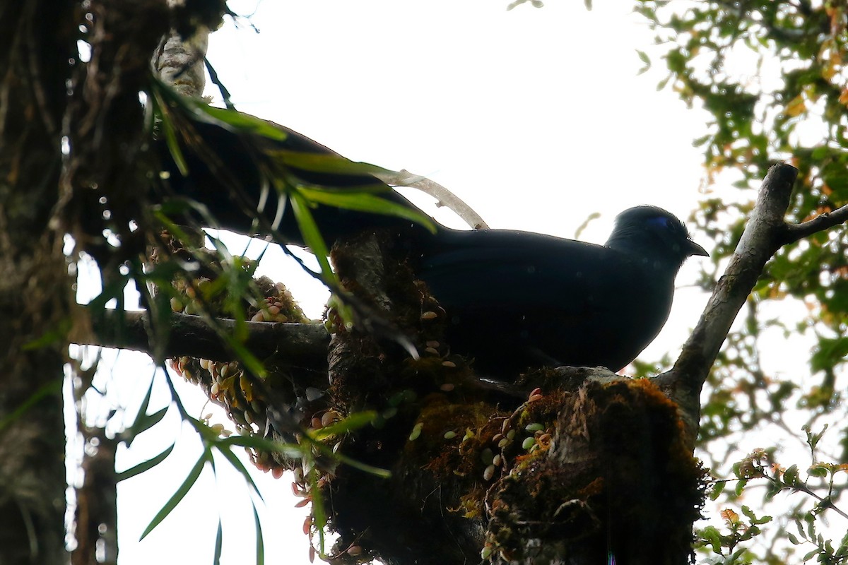Blue Coua - ML629822155