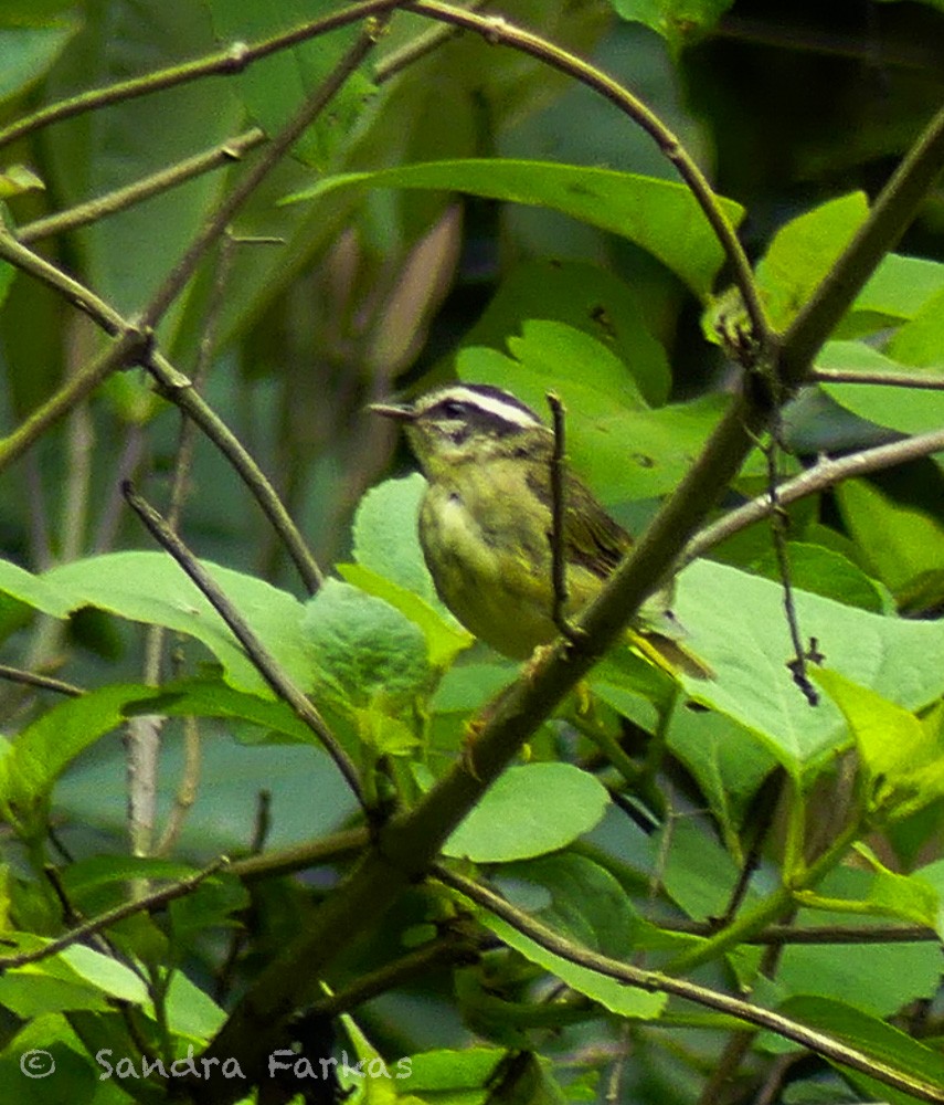 Yungas Warbler - ML629822239