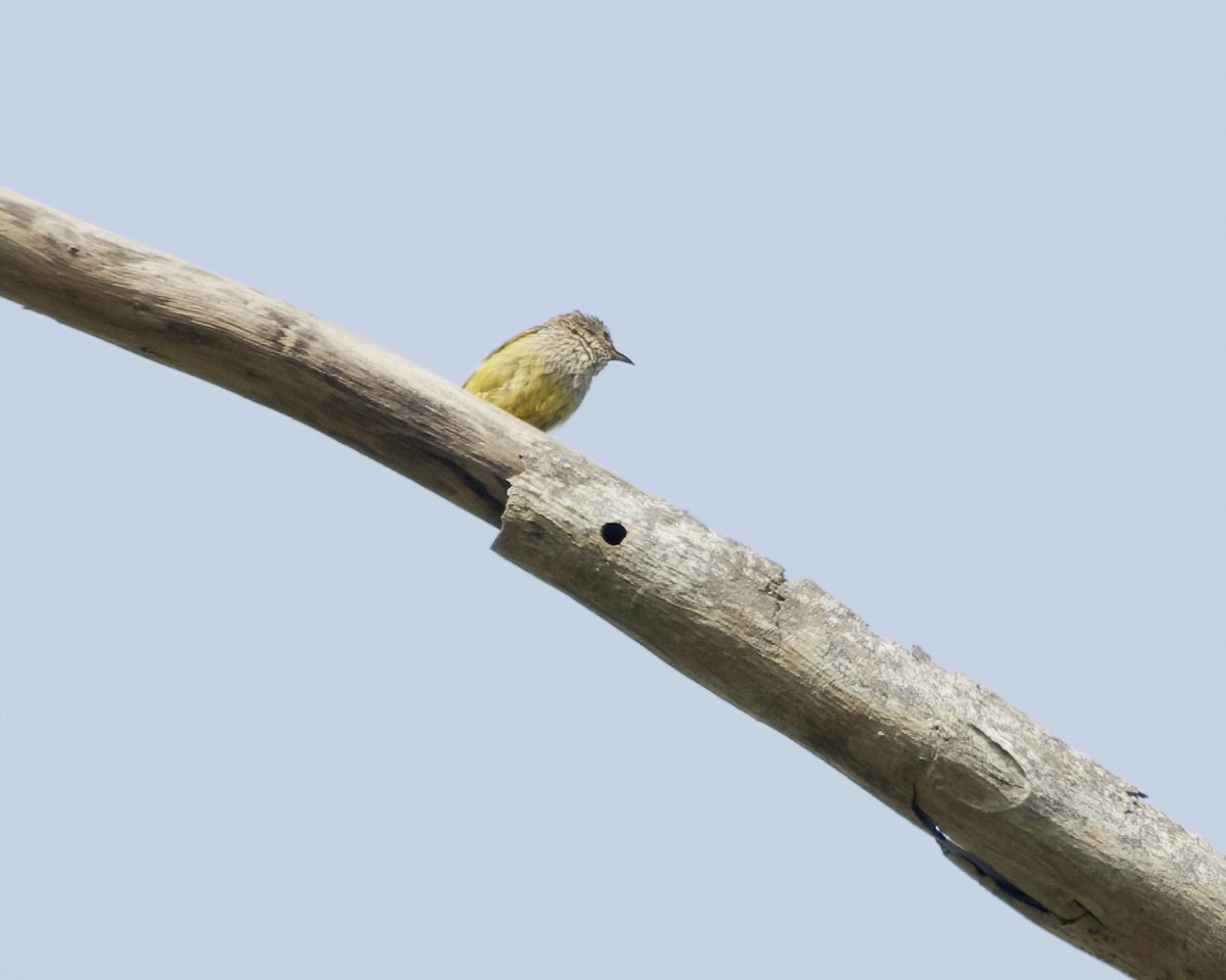 Lemon-bellied Crombec - ML629822464