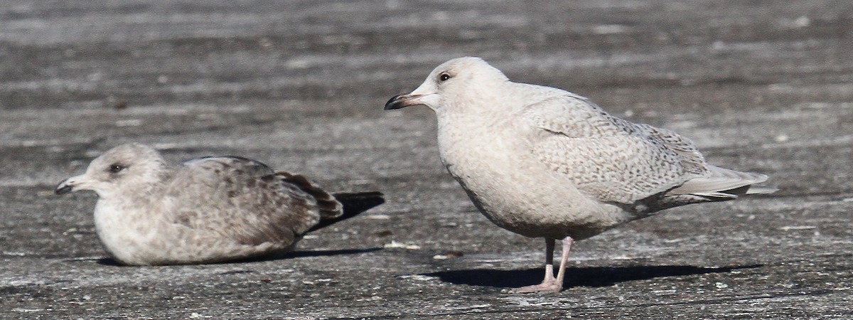 Iceland Gull - ML629822708