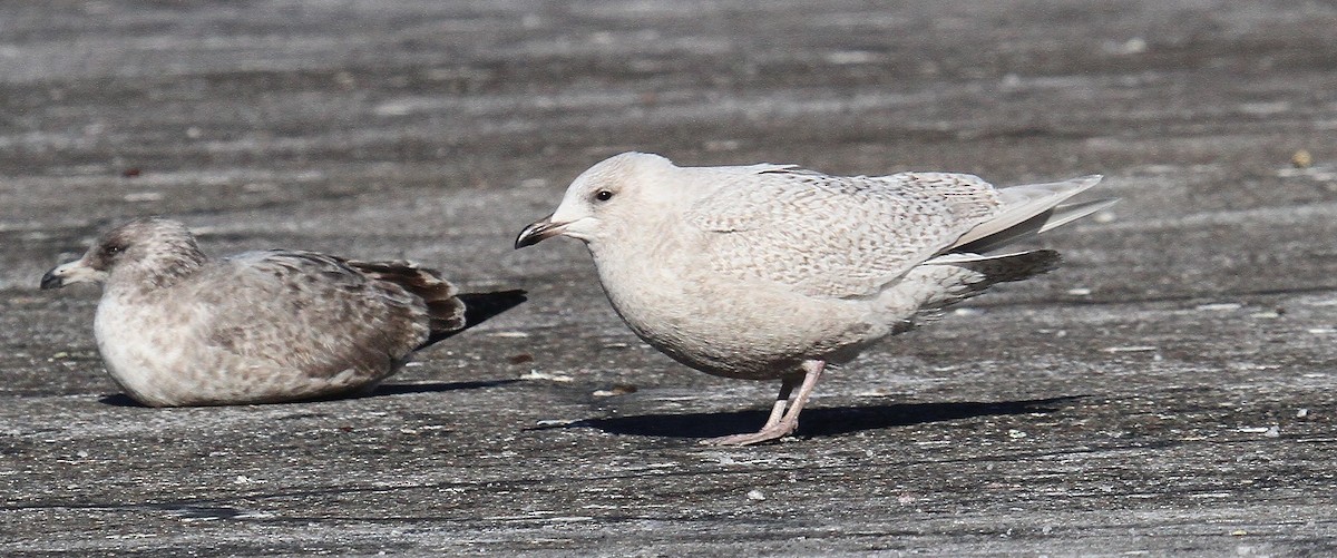 Iceland Gull - ML629822709