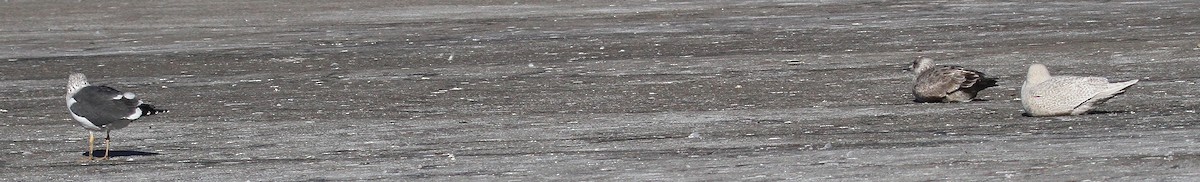 Iceland Gull - ML629822753