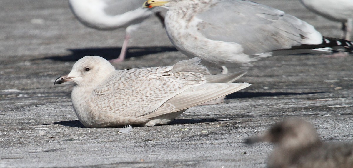 Iceland Gull - ML629822754