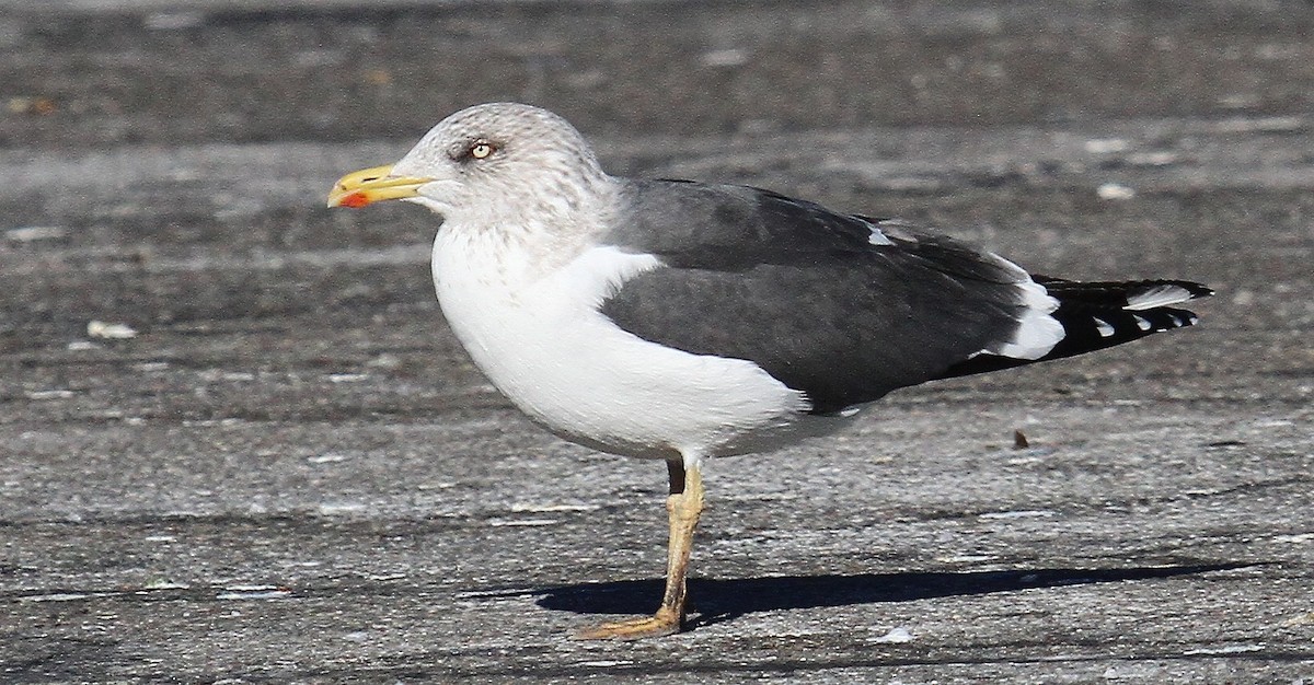 Lesser Black-backed Gull - ML629822812