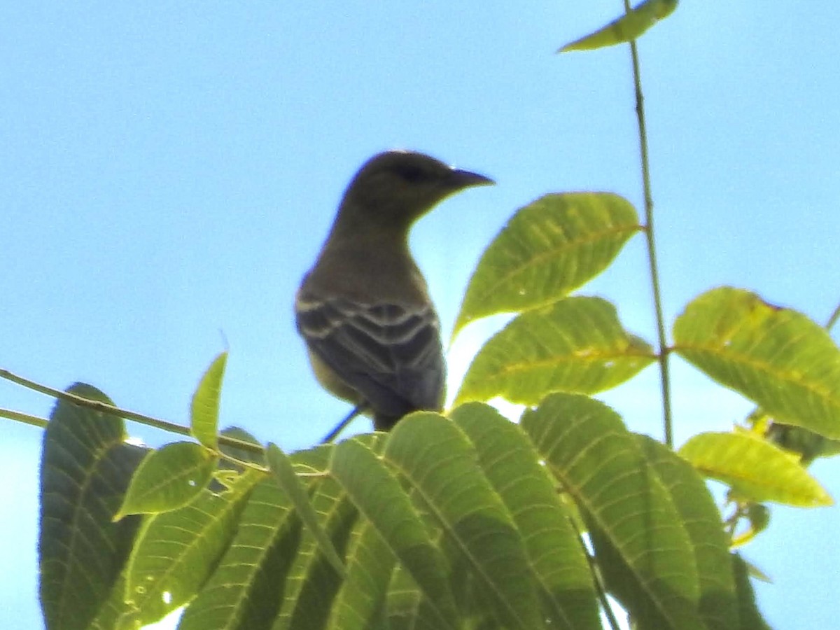 Orchard Oriole - ML629822864