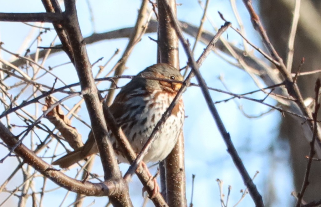 Fox Sparrow - ML629823121