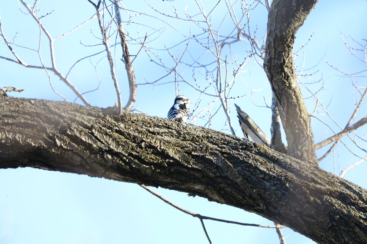 Downy Woodpecker - ML629823143