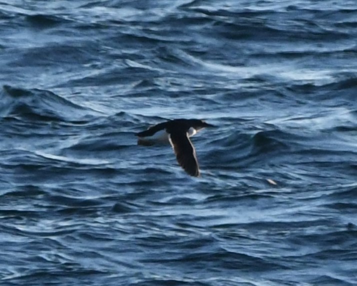 Thick-billed Murre - ML629823271