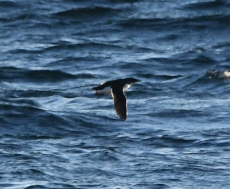 Thick-billed Murre - ML629823272