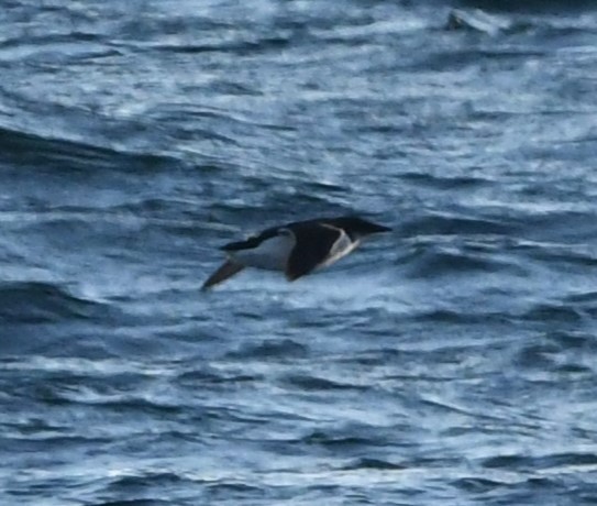 Thick-billed Murre - ML629823274
