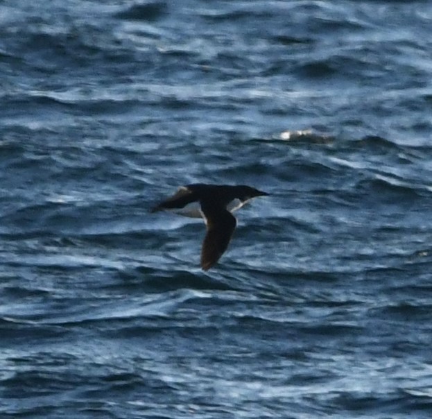 Thick-billed Murre - ML629823276