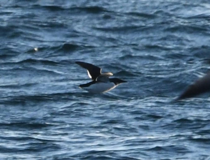 Thick-billed Murre - ML629823277