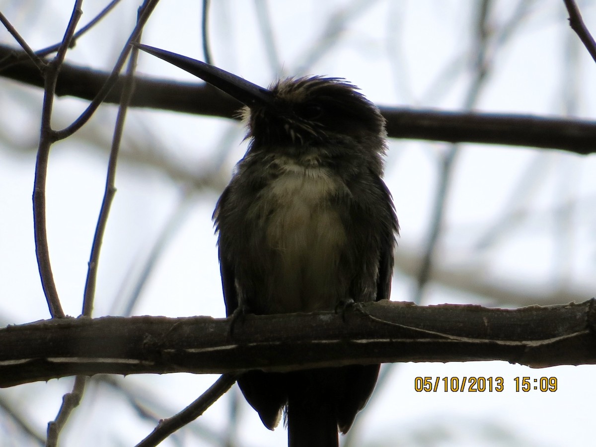 Three-toed Jacamar - ML629823467