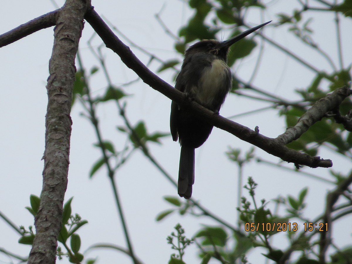 Three-toed Jacamar - ML629823479