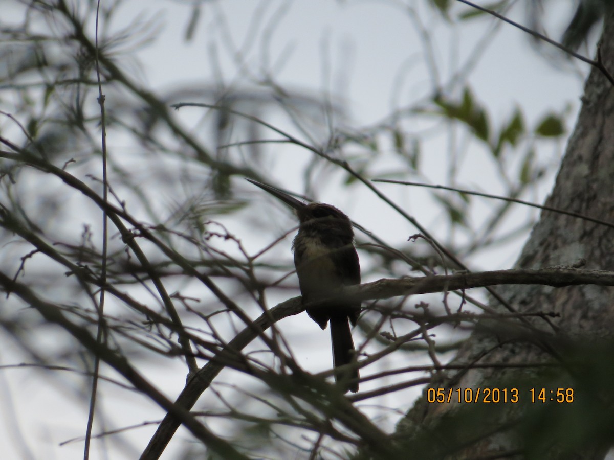 Three-toed Jacamar - ML629823517