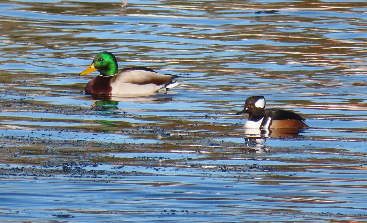 Mallard - ML629823646