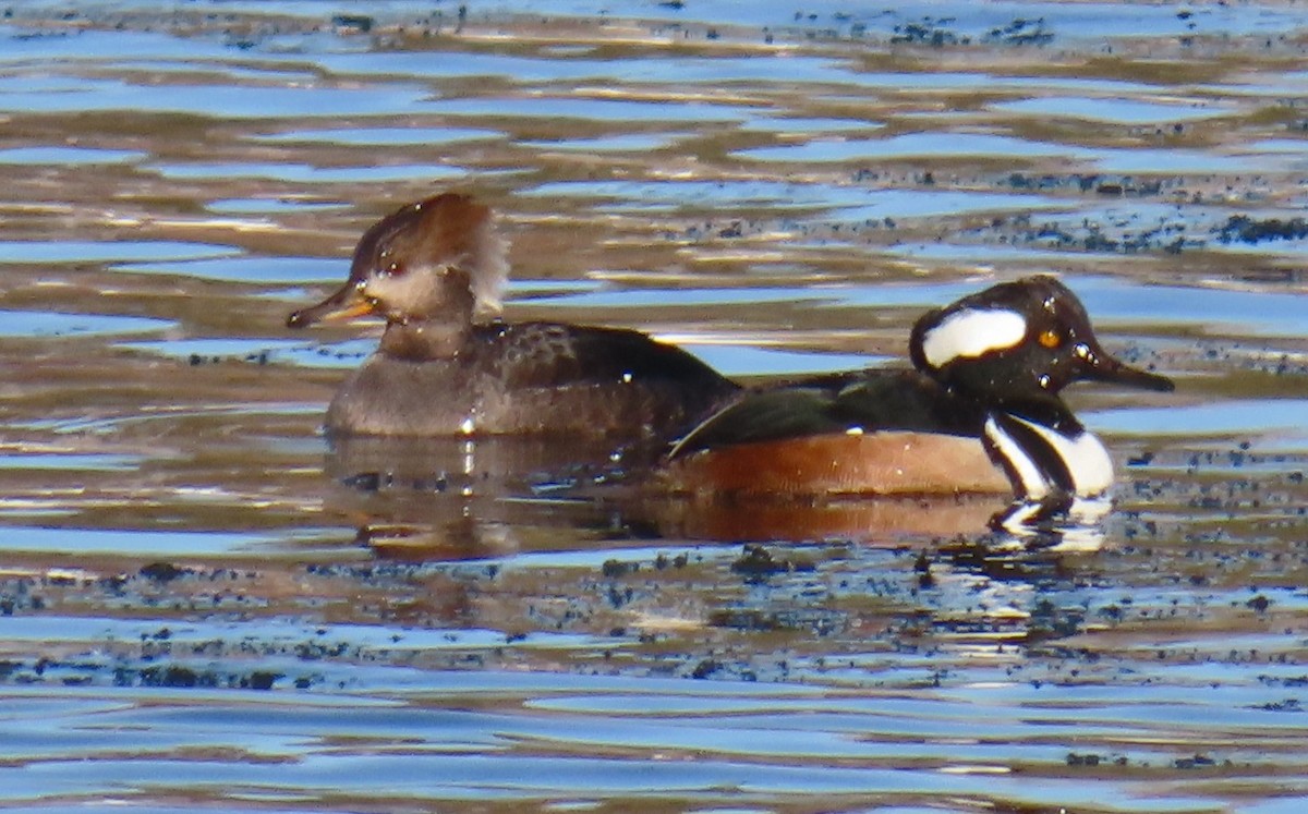 Hooded Merganser - ML629823677