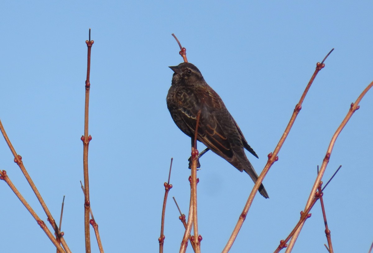 Red-winged Blackbird - ML629823688