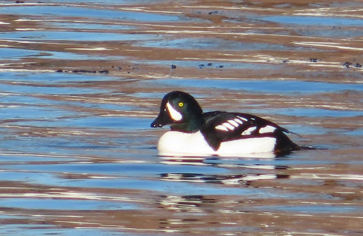Barrow's Goldeneye - ML629823711
