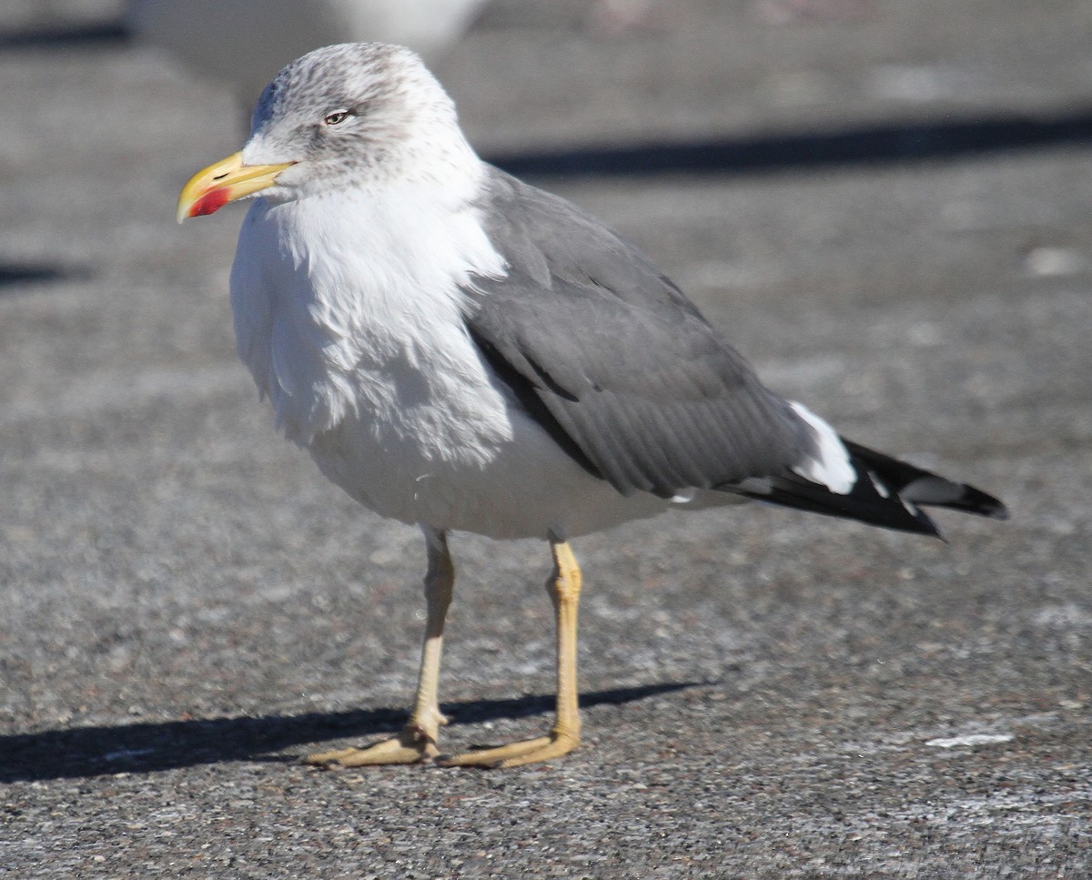 Lesser Black-backed Gull - ML629823797