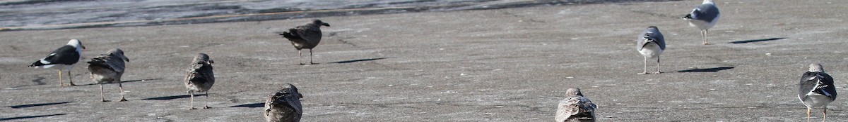 Lesser Black-backed Gull - ML629823813