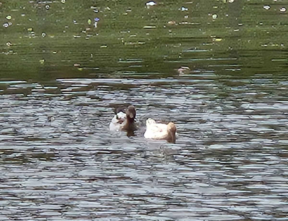 Maned Duck - ML629823924