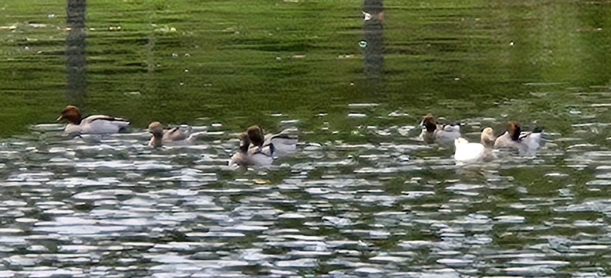 Maned Duck - ML629823940