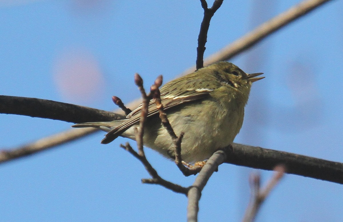Blackpoll Warbler - ML629823965