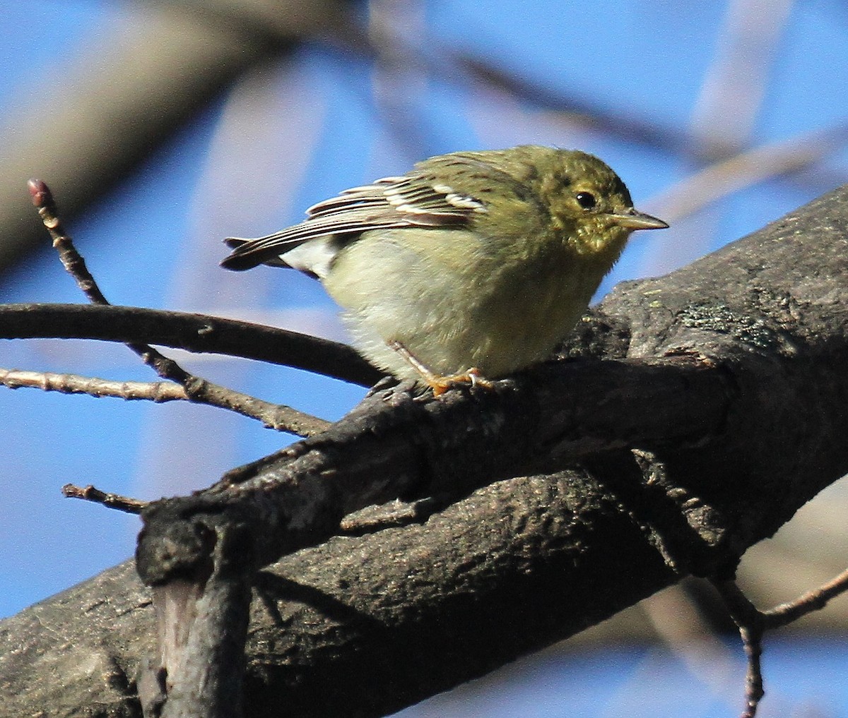 Blackpoll Warbler - ML629823966