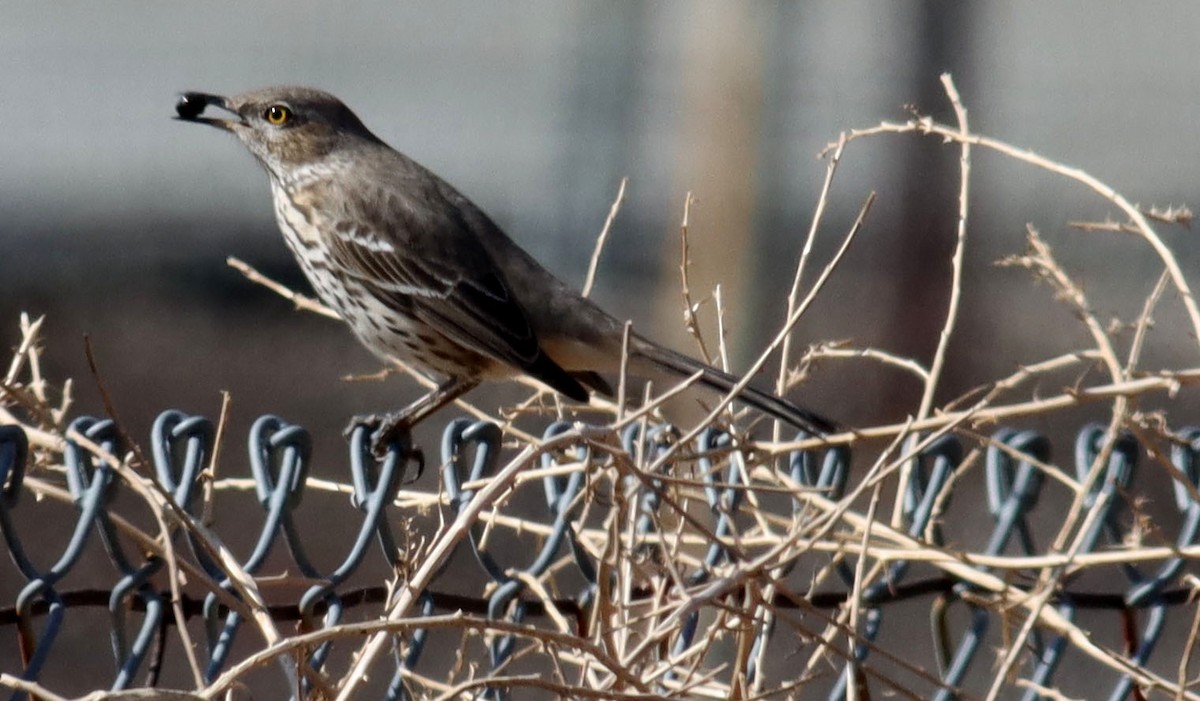 Sage Thrasher - ML629824090