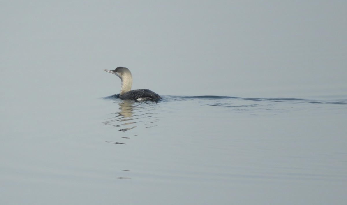 Red-throated Loon - ML629824216