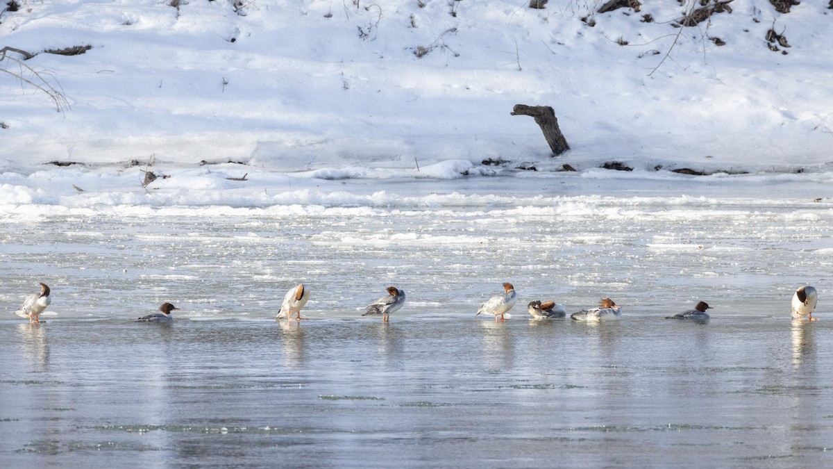 Common Merganser - ML629824397